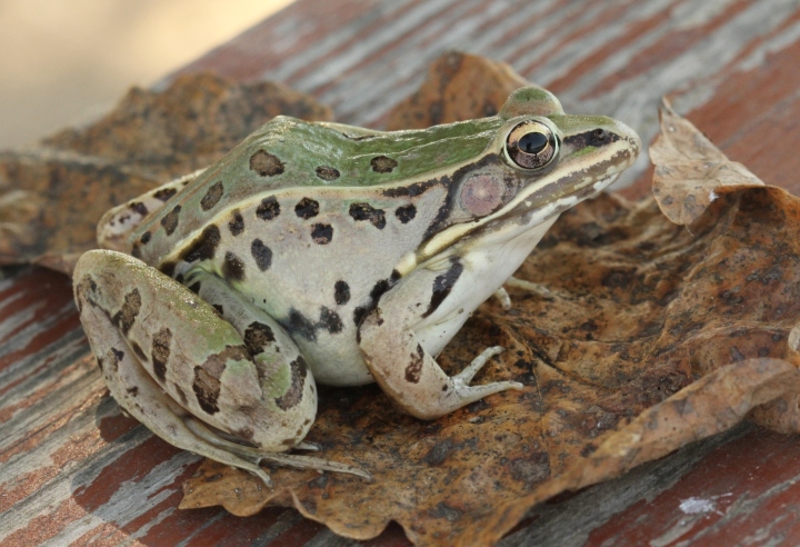 Southern Leopard Frog